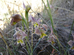 Gladiolus virescens