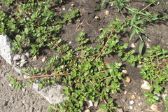 Portulaca oleracea