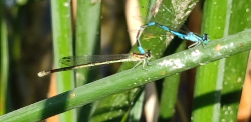 Arctic Bluet