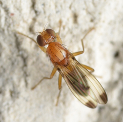 Opomyzoidea