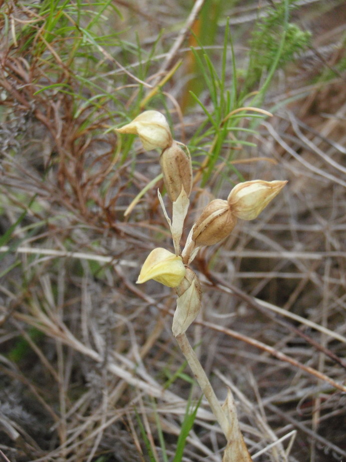Pterygodium cleistogamum