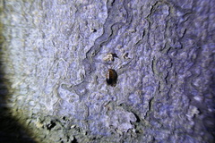 Ectobius sylvestris