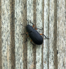 Haplandrus fulvipes