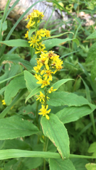 Solidago cuprea