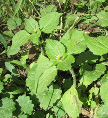 Galinsoga quadriradiata