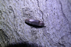 Stenagostus rhombeus