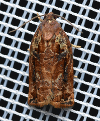 Archips oporana