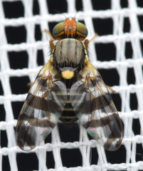 Rhagoletis cingulata