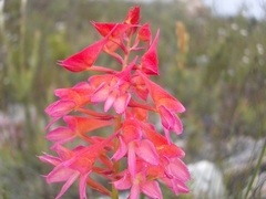 Disa ferruginea