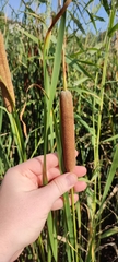Typha linnaei