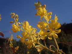 Senna venusta