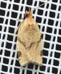 Paramesia gnomana