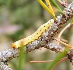 Diprion pini