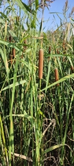 Typha linnaei