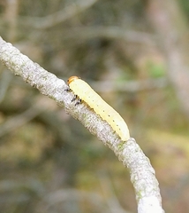 Diprion pini
