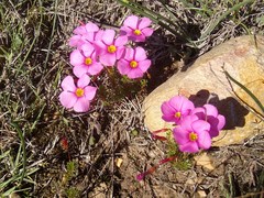 Oxalis confertifolia