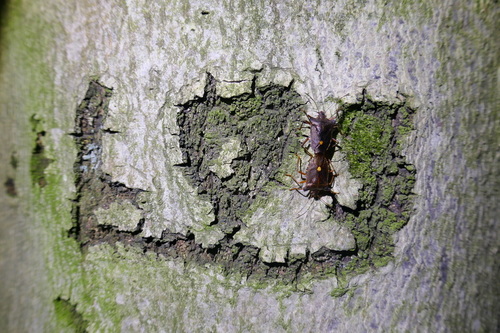 Forest Bug photo 6