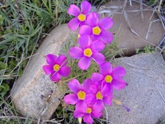 Oxalis ciliaris