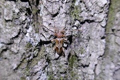 Trichoferus pallidus