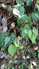 Asarum marmoratum