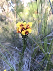 Dillwynia elegans