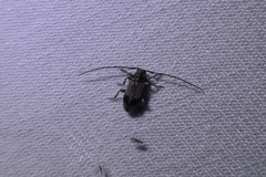 Exocentrus punctipennis