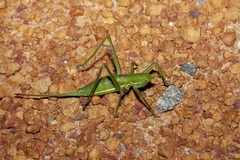 Hemisaga denticulata