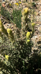 Castilleja arachnoidea
