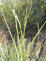 Othonna linearifolia