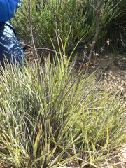 Othonna linearifolia