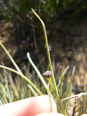 Othonna linearifolia