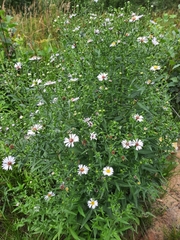 Symphyotrichum × salignum