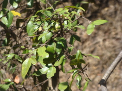 Xylosma