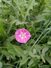 Convolvulus chinensis