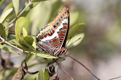 Charaxes jasius