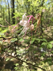 Rhododendron canescens