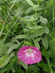 Convolvulus chinensis