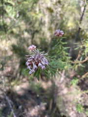 Grevillea phylicoides