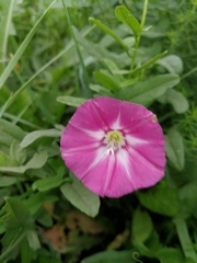 Convolvulus chinensis