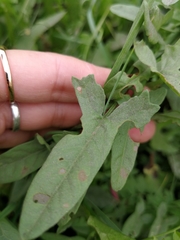 Convolvulus chinensis