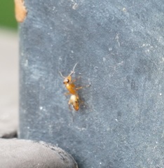 Opisthopsis jocosa
