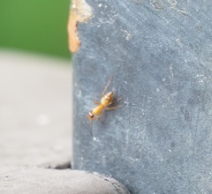 Opisthopsis jocosa