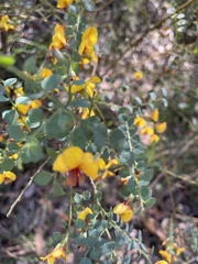 Bossiaea rhombifolia