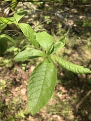 Rhododendron canescens
