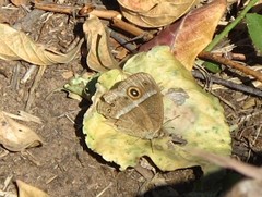 Brakefieldia perspicua perspicua
