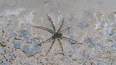 Qianlingula
