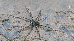 Qianlingula