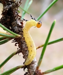 Diprion pini