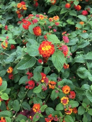 Lantana camara