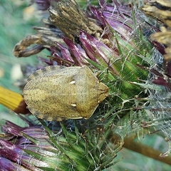 Eurygaster testudinaria